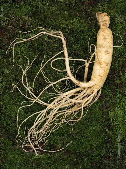 Wild Ginseng Oriental Eau de Parfum 30ml <The Apothecary Series>
