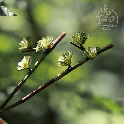 Pine Tree Hair Stick | Ancient Chinese Hair Accessory